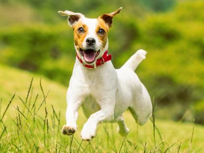 Un chien heureux court dans l'herbe