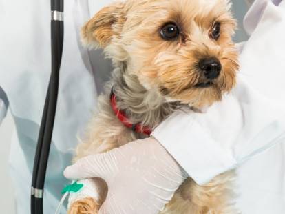 La transfusion sanguine chez le chien : technique, prix...