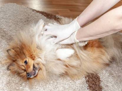 Un homme fait un massage cardiaque à un petit chien