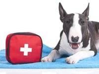 Un chien allongé à côté d'une trousse de secours