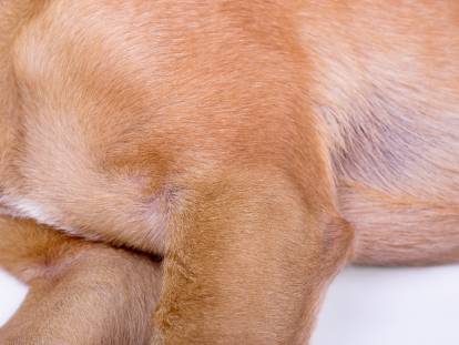 Un chien souffrant d'hygroma du coude