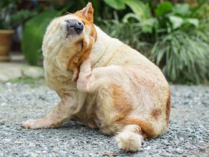 La cheyletiellose du chien : symptômes, traitement, transmission...
