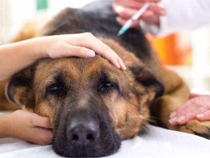 L'hépatite de Rubarth chez le chien : symptômes, traitement...