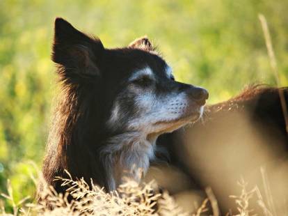 Un chien noir et blanc couché dans l'herbe