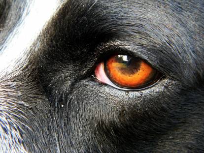 Vue proche de l'oeil rouge d'un chien