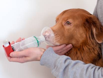 Un homme met un inhalateur à son chien asthmatique