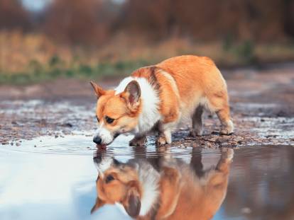 Un chien Corgi boit de l'eau croupie dans une flaque