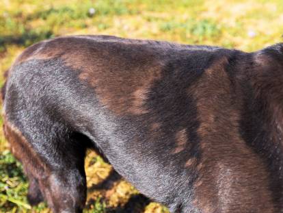 Un chien avec des plaques d'alopécie dans le pelage