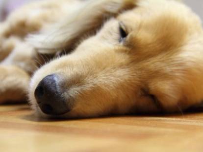 La giardiose chez le chien : symptômes, traitement, transmission...