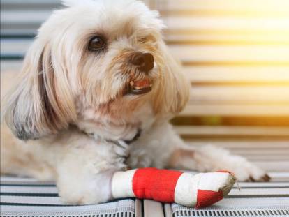 Shih Tzu couché avec la patte avant droite cassée