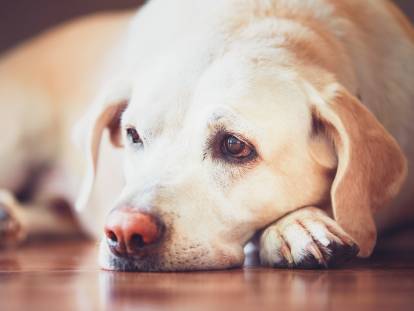 Un Labrador avec l'air malade est couché sur le sol