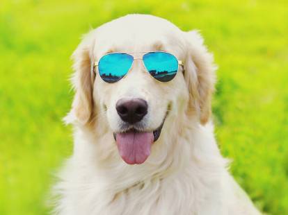 20 races de chiens qui supportent bien la chaleur