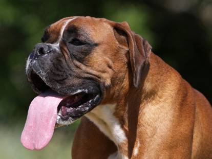 20 races de chiens qui supportent mal la chaleur