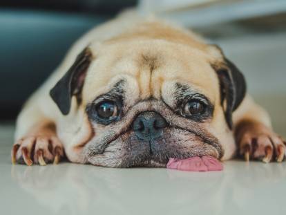 Mon chien s'est intoxiqué : quels symptômes, et que faire ?