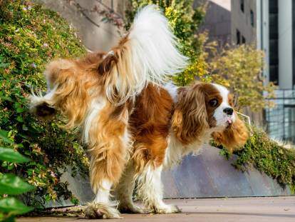 La dysplasie rénale chez le chien : symptômes, traitement, prévention...