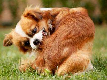 La séborrhée chez le chien : symptômes et traitements possibles