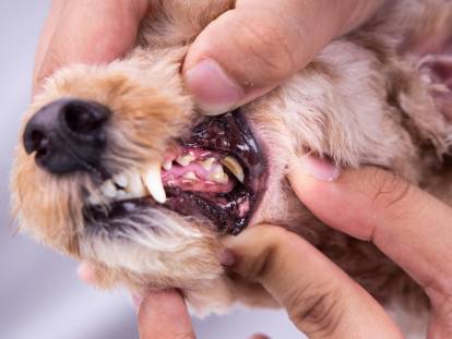Un homme examine les dents d'un chien atteint de gingivite