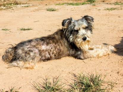 Un petit chien atteint d'adénite sébacée allongé sur le sable