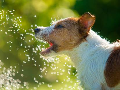 Un chien Jack Russel avale des gouttelettes d'eau