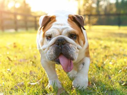 Un chiot Bouledogue Anglais souffre de la chaleur dans un jardin