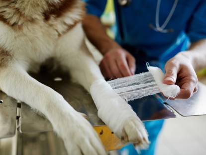 Un vétérinaire fait un pansement à la patte d'un chien blessé
