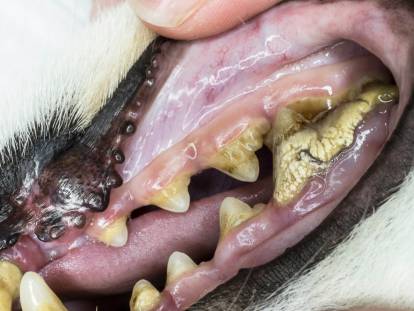 Un chien avec beaucoup de tartre sur les dents