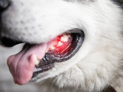 Un chien avec des douleurs au niveau des dents