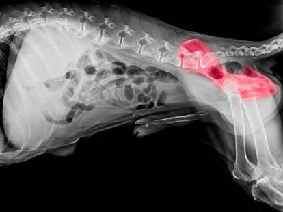 Une radiographie des hanches d'un chien
