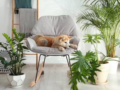 Un chien entouré de plantes vertes