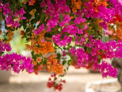 Un bougainvillier avec des fleurs violettes et orange