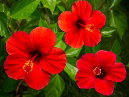 Un hibiscus avec de grandes fleurs rouges