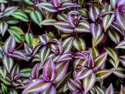 Des plants de misère