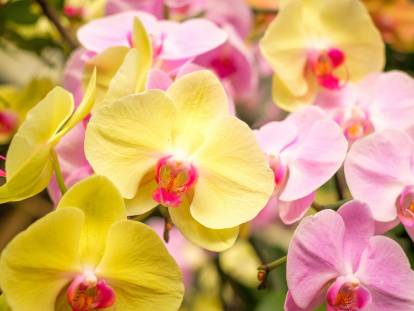 Des fleurs d'orchidée jaune et rose