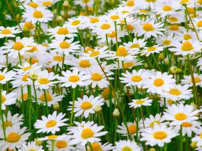 Des pâquerettes dans un jardin