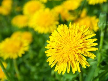 Vue proche de fleurs de pissenlit