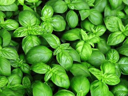 Des plants de basilic en gros plan