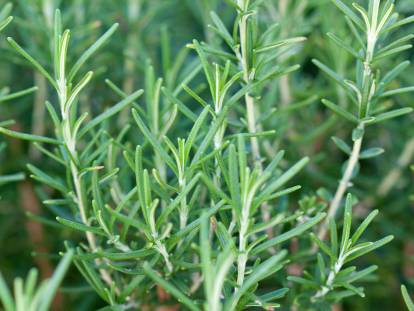 Des branches de romain en gros plan
