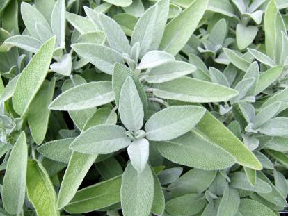 Vue proche de sauge dans un jardin