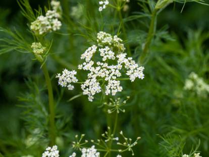Vue proche de fleurs de cumin dans un jardin