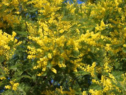 Un mimosa en fleurs