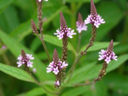 Des fleurs de verveine officinale en gros plan