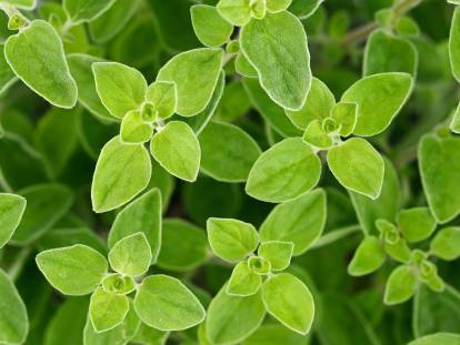 Gros plan sur des feuilles d'origan