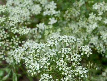 Des fleurs d'anis dans un jardin