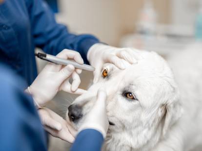 Un vétérinaire examine les yeux d'un chien avec une lampe