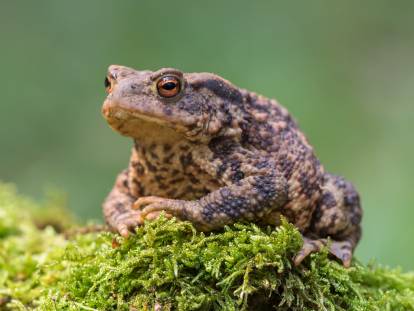 Chien et crapaud : toxicité, symptômes, et que faire ?