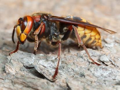 Vue proche d'un frelon sur un morceau de bois