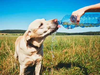 Une femme donne de l'eau à son chien avec une bouteille