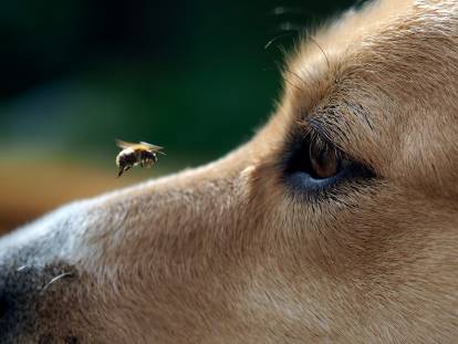 Un chien avec une abeille au-dessus de son museau