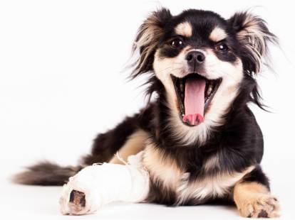 La luxation de la rotule chez le chien : symptômes et traitement