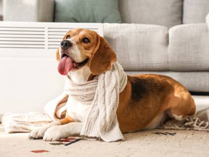 Un Beagle avec une écharpe se réchauffe près d'un radiateur